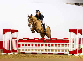 Belgisch Warmbloed, Ruin, 8 Jaar, 172 cm, Vos