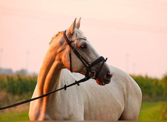 Belgisch Warmbloed, Ruin, 8 Jaar, 173 cm, Palomino