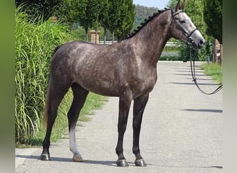 Belgisch Warmbloed, Ruin, 8 Jaar, 175 cm, Schimmel