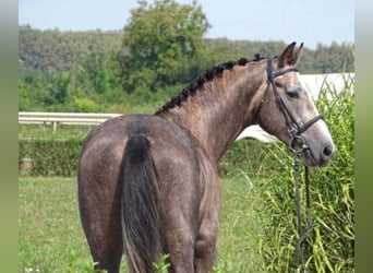 Belgisch Warmbloed, Ruin, 8 Jaar, 175 cm, Schimmel