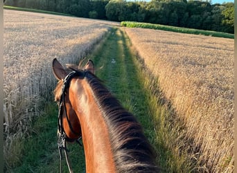 Belgisch Warmbloed, Ruin, 8 Jaar, 176 cm, Donkerbruin