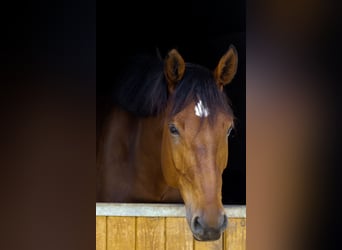 Belgisch Warmbloed, Ruin, 8 Jaar, 176 cm, Donkerbruin