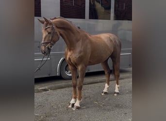 Belgisch Warmbloed, Ruin, 8 Jaar, 185 cm, Donkere-vos