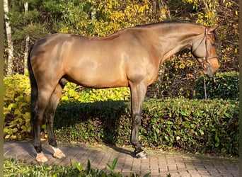 Belgisch Warmbloed, Ruin, 8 Jaar, Bruin