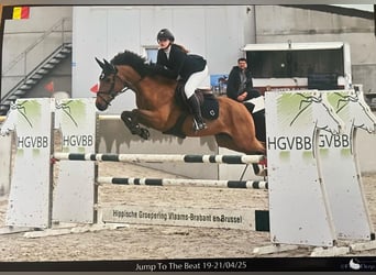 Belgisch Warmbloed, Ruin, 9 Jaar, 148 cm, Donkerbruin