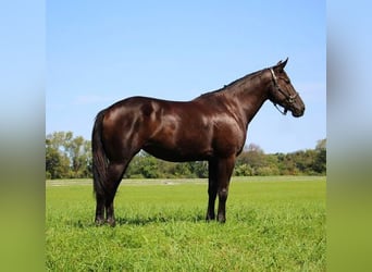 Belgisch Warmbloed, Ruin, 9 Jaar, 160 cm, Zwart