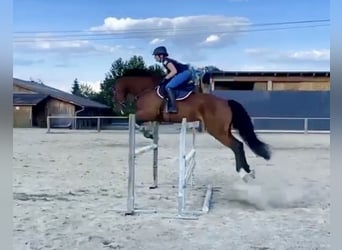 Belgisch Warmbloed, Ruin, 9 Jaar, 166 cm, Bruin