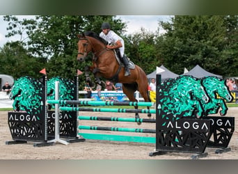 Belgisch Warmbloed, Ruin, 9 Jaar, 166 cm, Bruin