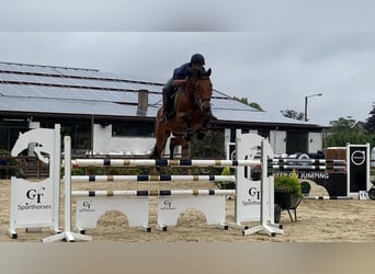 Belgisch Warmbloed, Ruin, 9 Jaar, 166 cm, Bruin