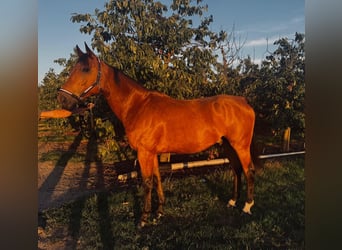 Belgisch Warmbloed, Ruin, 9 Jaar, 166 cm, Bruin