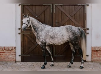 Belgisch Warmbloed, Ruin, 9 Jaar, 168 cm, Schimmel