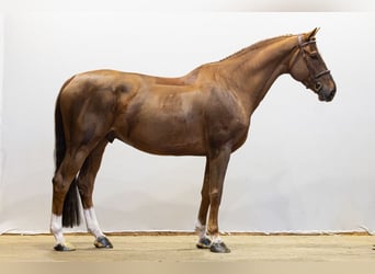 Belgisch Warmbloed, Ruin, 9 Jaar, 171 cm, Vos