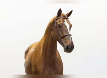 Belgisch Warmbloed, Ruin, 9 Jaar, 171 cm, Vos