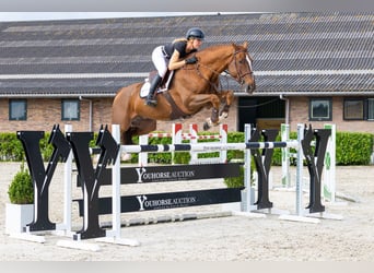 Belgisch Warmbloed, Ruin, 9 Jaar, 171 cm, Vos