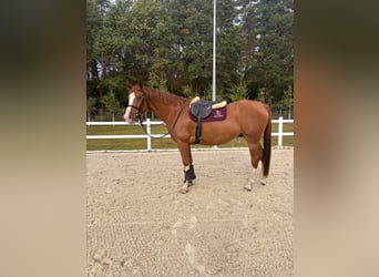 Belgisch Warmbloed, Ruin, 9 Jaar, 172 cm, Vos