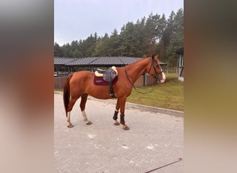 Belgisch Warmbloed, Ruin, 9 Jaar, 172 cm, Vos