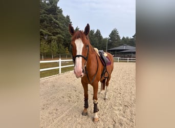 Belgisch Warmbloed, Ruin, 9 Jaar, 172 cm, Vos