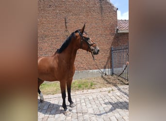 Belgisch Warmbloed, Ruin, 9 Jaar, 173 cm, Donkerbruin