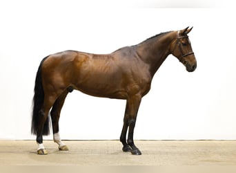 Belgisch Warmbloed, Ruin, 9 Jaar, 174 cm, Bruin