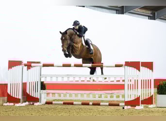Belgisch Warmbloed, Ruin, 9 Jaar, 174 cm, Bruin