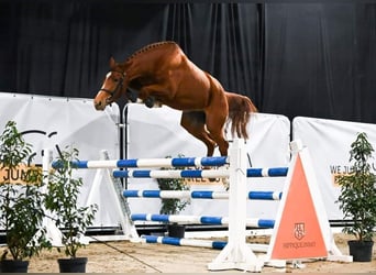 Belgisch Warmbloed, Ruin, veulen (05/2024), Lichtbruin