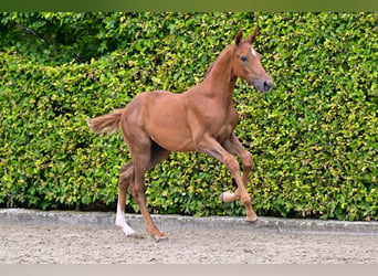 Belgisch Warmbloed, Ruin, veulen (05/2024), Lichtbruin