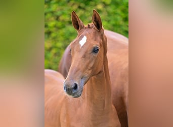 Belgisch Warmbloed, Ruin, veulen (05/2024), Lichtbruin