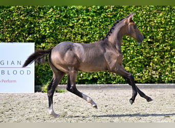 Belgisch Warmbloed, Ruin, veulen (03/2024), Roodbruin