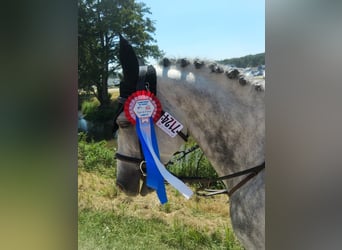 Belgische Rijpony, Hengst, 13 Jaar, 146 cm, Schimmel