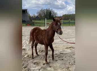 Belgische Rijpony, Hengst, 1 Jaar, 126 cm