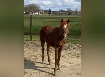 Belgische Rijpony, Hengst, 1 Jaar, 126 cm