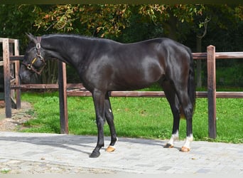 Belgische Rijpony, Hengst, 2 Jaar, 146 cm, Zwart