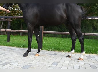 Belgische Rijpony, Hengst, 2 Jaar, 146 cm, Zwart