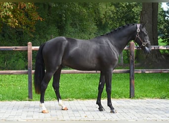 Belgische Rijpony, Hengst, 2 Jaar, 146 cm, Zwart