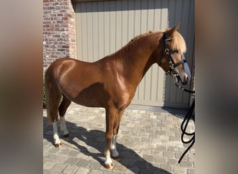 Belgische Rijpony, Hengst, 3 Jaar, 126 cm, Vos