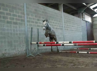 Belgische Rijpony, Hengst, 3 Jaar, 142 cm, Schimmel