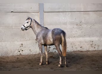 Belgische Rijpony, Hengst, 3 Jaar, 142 cm, Schimmel