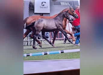 Belgische Rijpony, Hengst, veulen (05/2024), 145 cm, Blauwschimmel