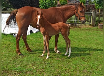 Belgische Rijpony, Hengst, veulen (05/2024), 147 cm, Donkere-vos