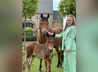 Belgische Rijpony, Hengst, veulen (04/2024), Donkerbruin