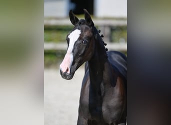 Belgische Rijpony, Hengst, veulen (04/2023), Donkerbruin