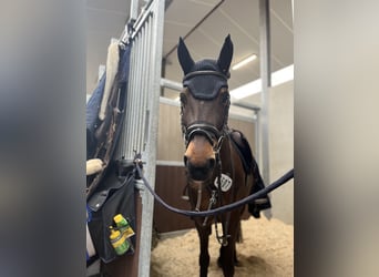 Belgische Rijpony, Merrie, 10 Jaar, 148 cm, Brauner