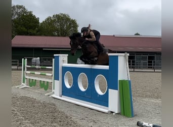 Belgische Rijpony, Merrie, 10 Jaar, 148 cm, Brauner