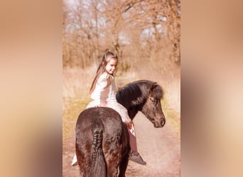 Belgische Rijpony Mix, Merrie, 11 Jaar, 120 cm, Zwart