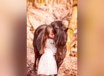 Belgische Rijpony Mix, Merrie, 11 Jaar, 120 cm, Zwart