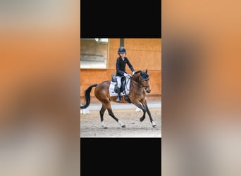 Belgische Rijpony, Merrie, 11 Jaar, 133 cm, Bruin