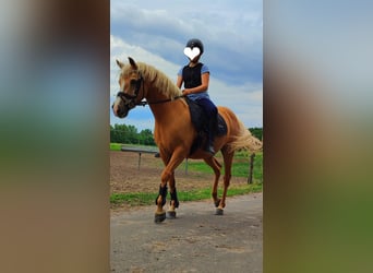 Belgische Rijpony, Merrie, 11 Jaar, 142 cm, Palomino
