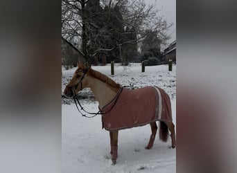 Belgische Rijpony Mix, Merrie, 11 Jaar, 143 cm, Roodvos