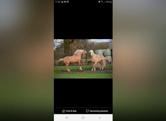 Belgische Rijpony, Merrie, 11 Jaar, 144 cm, Palomino