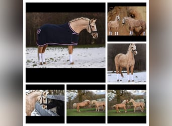 Belgische Rijpony, Merrie, 11 Jaar, 144 cm, Palomino